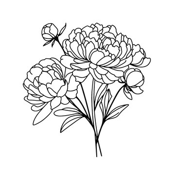 Peonies line art vector illustration set isolated on white. Flower black ink sketch. Modern minimalist hand drawn design.