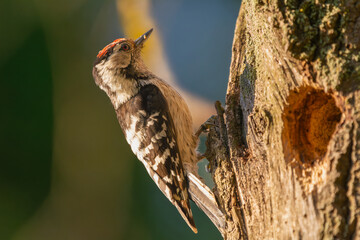 Lesser spotted woodpecker - Dryobates minor - by hollow at green - blue background. Photo from Biebrza National Park in Poland.