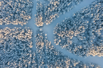 Ski trails in the winter forest. Top view of snow-covered larch trees. Morning aerial view of the winter forest. Beautiful northern nature. Ecological tourism in the woodland. Natural background.