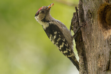 Lesser spotted woodpecker - Dryobates minor - by hollow with foof in beak at green background....
