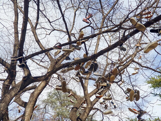 Shoes hang on the branches of a tree in a park in the city of Bolzano.