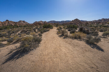hiking the lost horse mine loop trail in joshua tree national park, california, usa