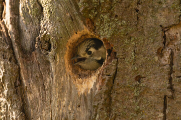 Lesser spotted woodpecker - Dryobates minor - chick 
in hollow with bark background. Photo from...