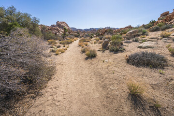 hiking the lost horse mine loop trail in joshua tree national park, california, usa