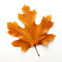 Fototapeta premium autumn oak leaf isolated on white background, AI Generative.