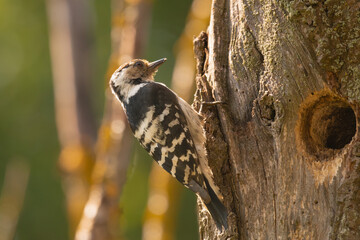Lesser spotted woodpecker - Dryobates minor - by hollow with colorful background. Photo from...