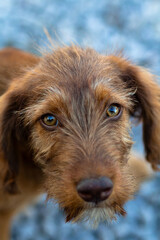 dog, animal, pet, terrier, cute, puppy, dachshund, canine, brown, mammal, airedale, breed, isolated, portrait, pets, friend, white, domestic, animals, purebred, black, fur, dogs