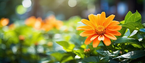 In the vibrant garden, amidst the lush green foliage and colorful floral display, a beautiful orange flower with yellow petals exuded the natural beauty of summer, captivating all who gazed upon its - Powered by Adobe