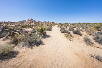 hiking the lost horse mine loop trail in joshua tree national park, california, usa