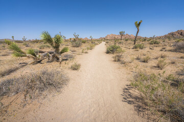 hiking the lost horse mine loop trail in joshua tree national park, california, usa