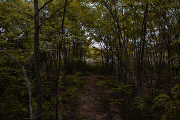 forest, tree, nature, autumn, landscape, trees, woods, green, fall, wood, park, path, light, leaf, season, foliage, outdoors, sun, environment, spring, outdoor, trail, yellow, woodland, sunlight