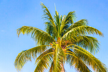 Tropical natural palm tree palms blue sky in Mexico.