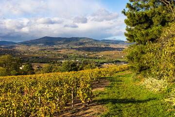 Fototapeta na wymiar Panorama sur les vignes du Beaujolais jusqu’à la Montagne de Rochefort depuis les flancs du Mont Brouilly