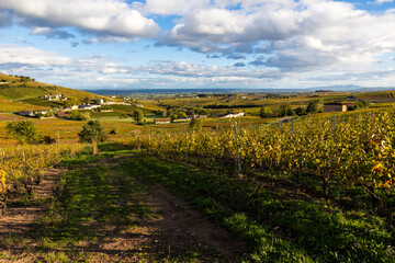 Vignoble du Mont Brouilly, l&rsquo;un des plus beau terroir du Beaujolais