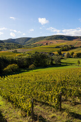 Vignoble du Mont Brouilly, l’un des plus beau terroir du Beaujolais
