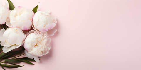 Fototapeta na wymiar Pink peonies on pink background with copy space for text