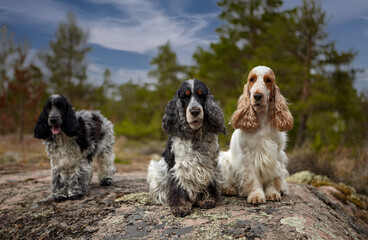 Portrait of English Cocker spaniels. Three dogs stand on a rocky ledge and look into the frame. Trees and the sky with clouds are visible in the background. Karelia. Lake Ladoga.