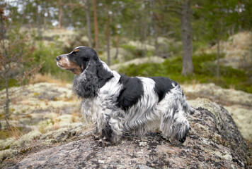 Fototapeta premium Portrait of a purebred English Cocker spaniel. The dog stands on a rocky ledge and looks into the distance. Trees, shrubs, moss are visible in the background. Female. Age 9 years.