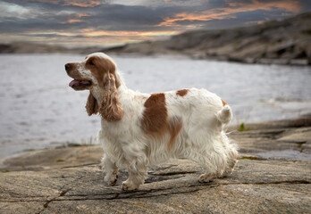 Portrait of a thoroughbred English Cocker spaniel. The dog is standing on a rocky shore. The color is orange-roan.