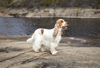 Portrait of a thoroughbred English Cocker spaniel. The dog is standing on a rocky shore. The color is orange-roan. Age 4.5 years. Summer. Karelia. Lake Ladoga.
