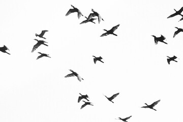 Famille de cormorans au dessus des marais de Kaw - obrazy, fototapety, plakaty