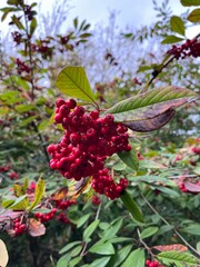 red berries on a bush