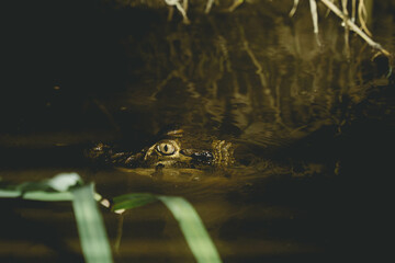 Caïman noir sur les marais de Kaw