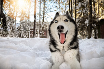 Husky hanging out on a winter afternoon.
