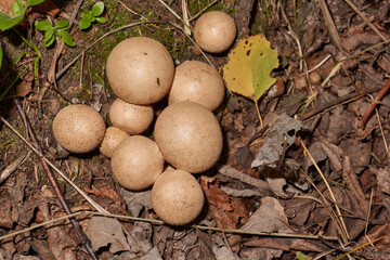 A walk in the forest for mushrooms. Raincoat mushroom (Latin Lycoperdon) is a genus of mushrooms in...