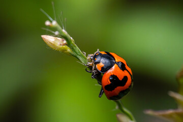 macro photo of ladybug on the leaf