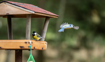 great tit in flight at a table