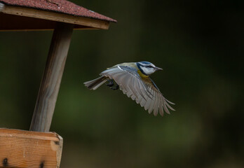great tit in flight at a table