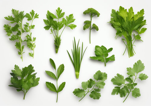 set collection of fresh Mediterranean herbs parsl