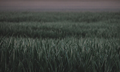 An early morning farmer's field with morning dew on the leaves