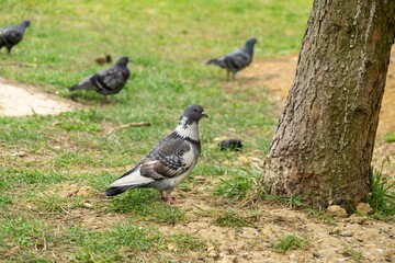 Pigeon or Dove bird on the window, house, park in the city. Slovakia