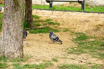 Obraz premium Pigeon or Dove bird on the window, house, park in the city. Slovakia