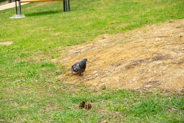 Pigeon or Dove bird on the window, house, park in the city. Slovakia