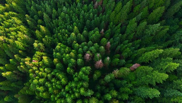 Top down view of the coniferous forest. Canada