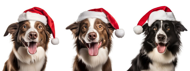 Group of Merry Border Collie with Santa Claus Cap, Christmas Dog isolated on transparent background - Generative AI	
