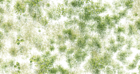 Leaves top view isolated on transparent background. 3D rendering.