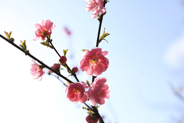 Rosa Blüten im Frühling