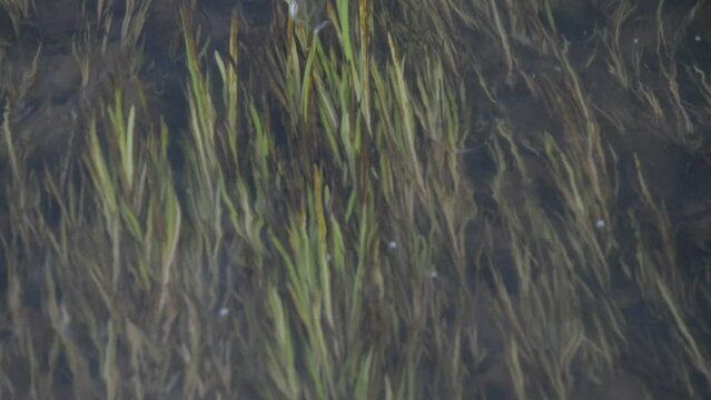 the bottom of a fast river