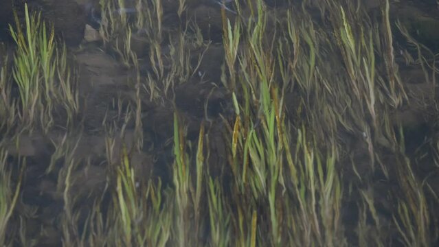 the bottom of a fast river