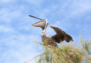 Caribbean Island Pelican Spreading Wings