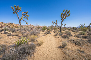 hiking the lost horse mine loop trail in joshua tree national park, california, usa