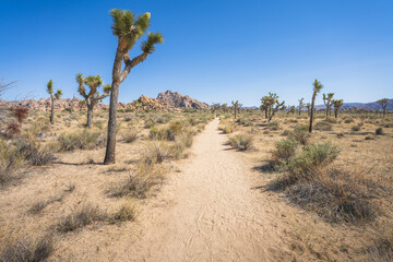 hiking the lost horse mine loop trail in joshua tree national park, california, usa