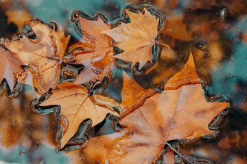 Dry brown maple fallen leaves on a surface of blue water in a calm pond in a fall park, forest....