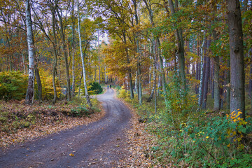 Obraz premium Idyllischer Waldweg im herbstlichen Küstenwald des Ostseebads Baabe auf Rügen mit Spaziergängern unter leuchtend gelben Birken und Kiefern, Mecklenburg-Vorpommern, Deutschland