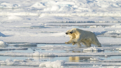 Female Polar bear and cub (Ursus maritimus) on ice, Svalbard, Norway