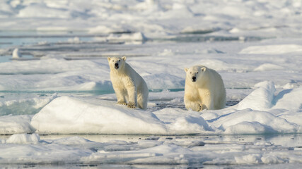 Female Polar bear and cub (Ursus maritimus) on ice, Svalbard, Norway